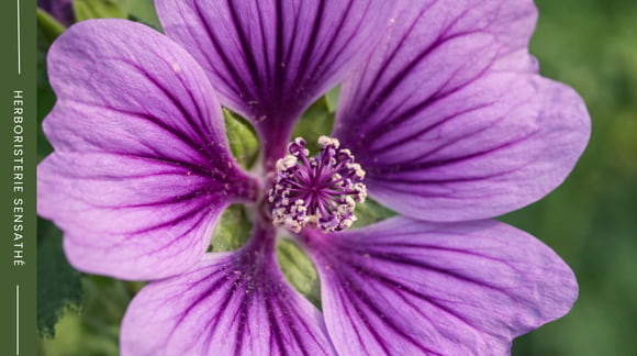 Fleur de mauve en gros plan, caractéristique de la famille des Malvaceae - Herboristerie Sensathé